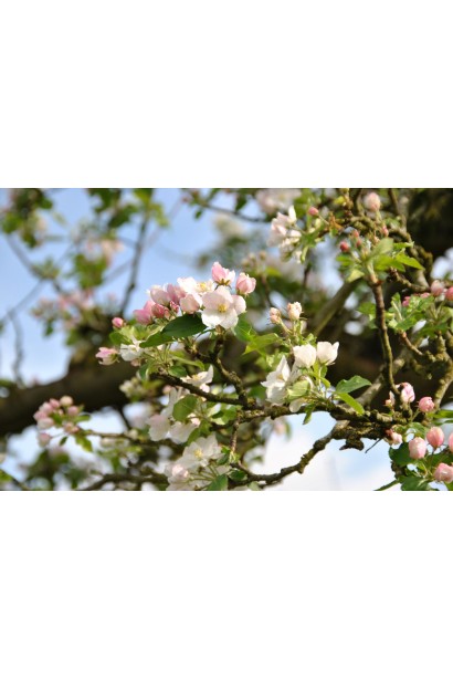 Яблуня Чорний Принц під час цвітіння у травні